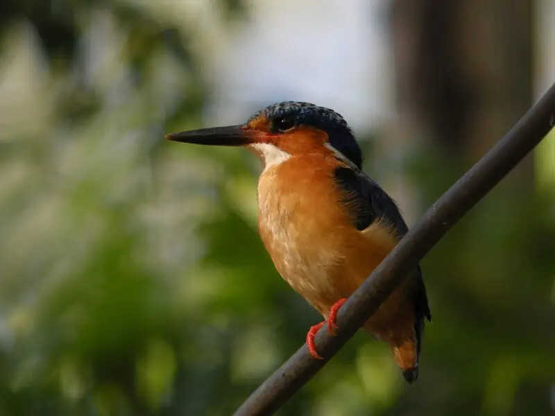 Malagasy Kingfisher, Kirindy, Madagascar
