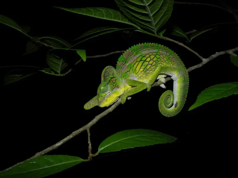 A species of western dry forest, Labord's Chameleon is notable for its extreme life cycle. It spends 8 months of its 1 year-life span inside the egg. Once hatched it only survives for another four to five months, as it dies almost immediately after reprod