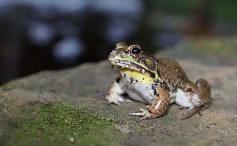 Male bullfrog with characteristic yellow throat and tympani larger than eyes.