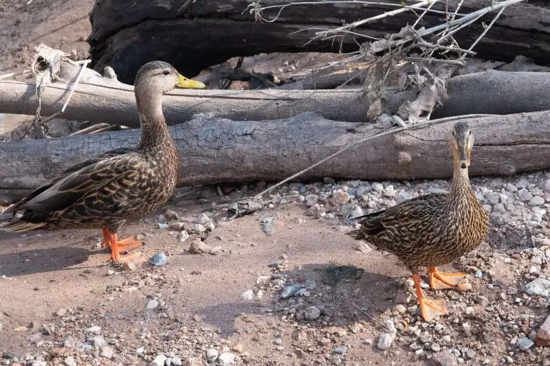 Mallard ( Mexican Duck subspecies) | San Pedro House | Sierra Vista | AZ|2019-03-20|09-24-49