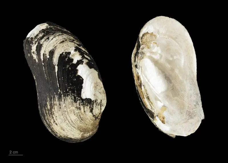shell, Spengler's freshwater mussel