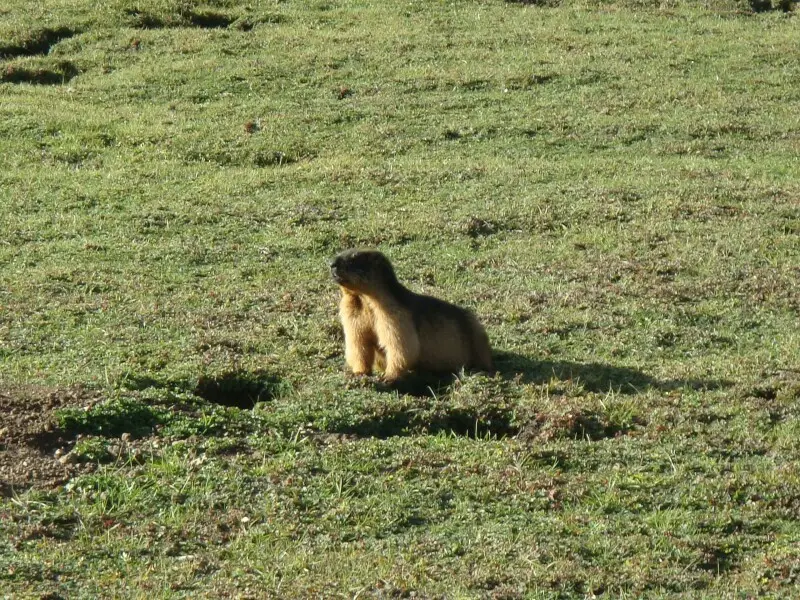 Golden marmot