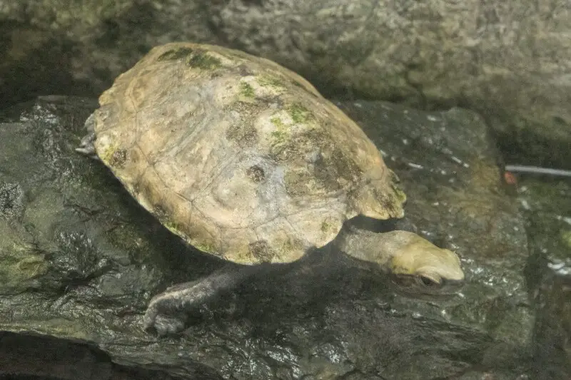 Japanese pond turtle - Facts, Diet, Habitat & Pictures on Animalia.bio