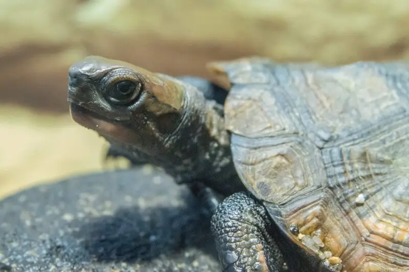 Japanese Pond Turtle - Facts, Diet, Habitat & Pictures On Animalia.bio