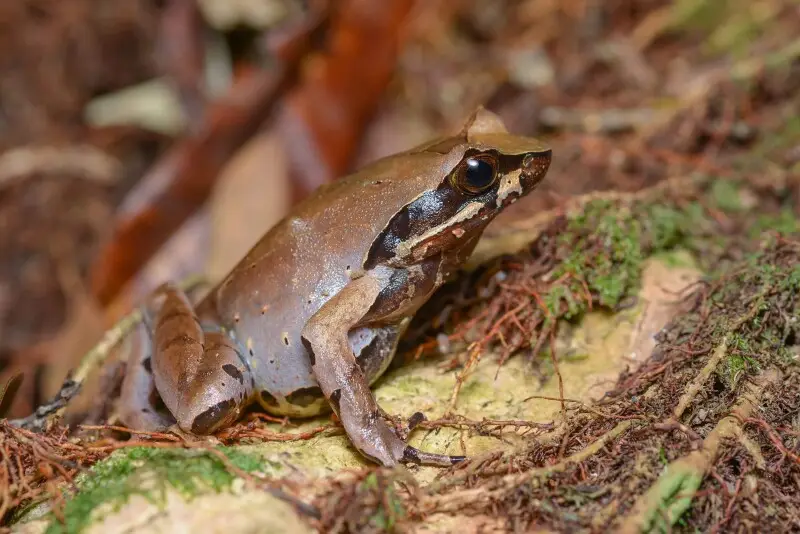 Megophrys major факти, дієта, ареал і фотографії на Animalia.bio