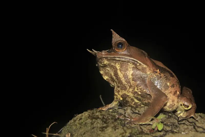This frog are also known as the Malayan Horned Frog. Picture taken at Puncak Anai, Padang Pariaman District, West Sumatra Province.