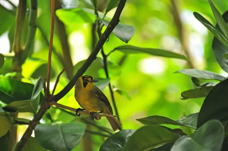 Bonin white-eye - Facts, Diet, Habitat & Pictures on Animalia.bio