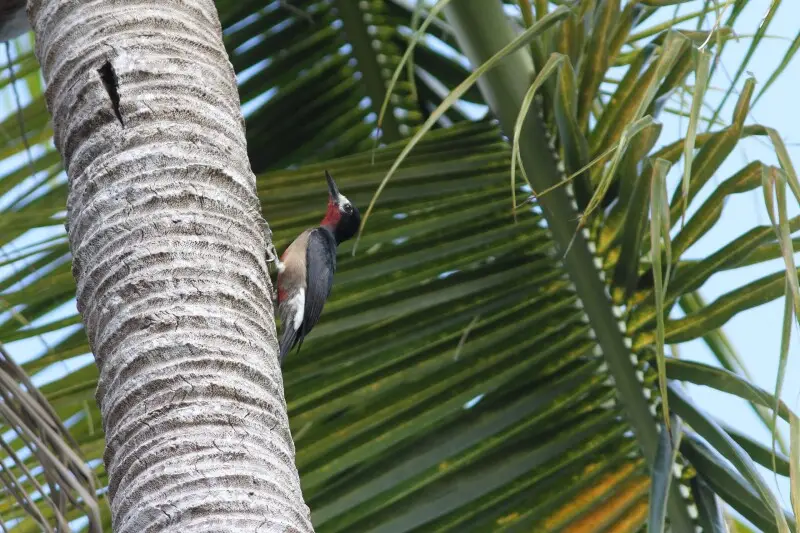 Puerto Rican Woodpecker on Porto Rico