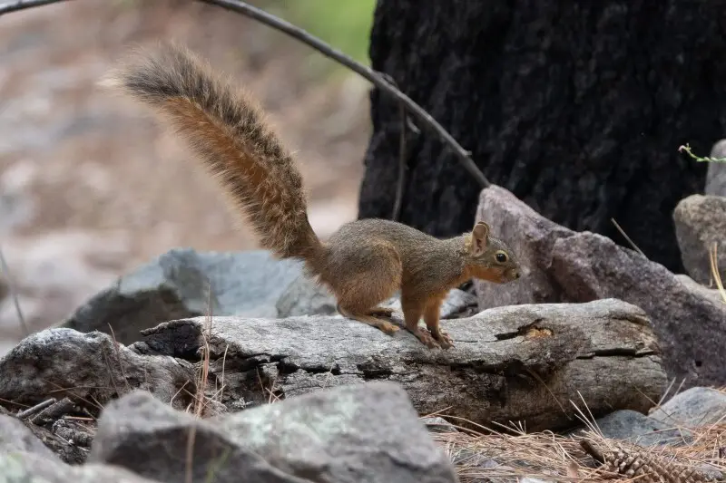 Mexican Fox Squirrel | Greenhouse Trail | Portal | AZ|2018-09-03|11-59-05-2