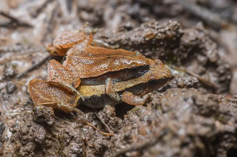 Microhyla heymonsi, Dark-sided chorus frog (mating) - Phu Kradueng National Park.
Photo by Thai National Parks, https://www.thainationalparks.com/phu-kradueng-national-park.