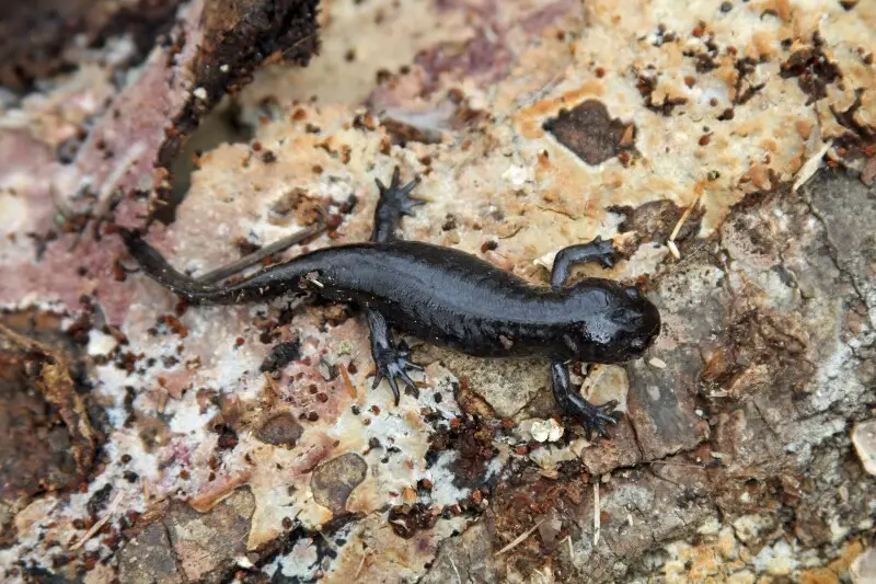 Mole Salamander (Ambystoma talpoideum)
