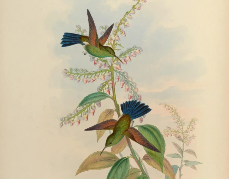 Blue-tailed hummingbird