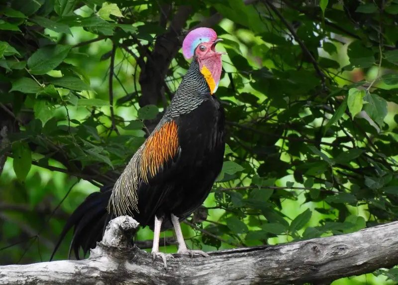 Ayam-hutan hijau (Gallus varius) merupakan spesies burung terestrial endemik Jawa, Bali dan Nusa Tenggara. Seperti ayam pada umumnya, burung ini sering berkokok di pagi hari dengan suara nyanyian yang pendek, nyaring dan jelas. Suaranya yang indah ini mem