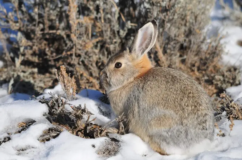 Mountain Cottontail