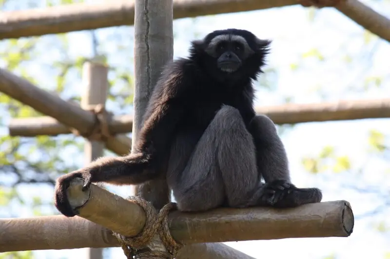 Muellers Gibbon Hylobates muelleri at Cincinnati Zoo