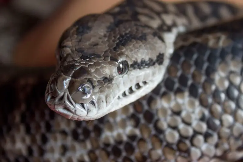 Head of an adult male Murray Darling carpet python, or en:Morelia spilota metcalfei, showing labial pits at rear of lower jaw and front of upper jaw. At the time the photo was taken, he was 5 years old, 1.8m long and weighed 4.4kg.