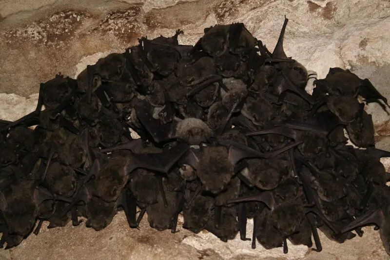Cluster of hibernating gray bats (Myotis grisescens)


credit: USFWS/Ann Froschauer