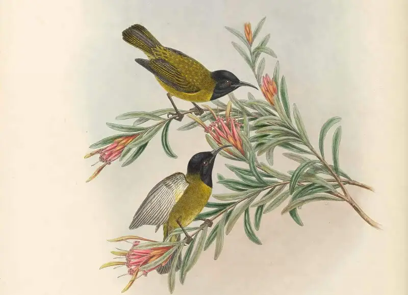 Myzomela melanocephala in The birds of New Guinea and the adjacent Papuan islands, including many new species recently discovered in Australia. v.3. (Plate&#160;66)