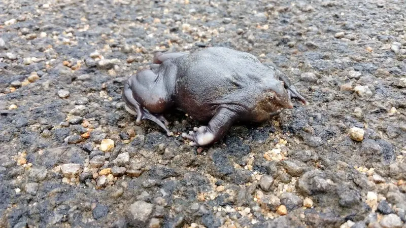 Nasikabatrachus sahyadrensis - Purple Frog (Pig Nose Frog) is a frog species belonging to the family Sooglossidae can be found in the Western Ghats in India. The frog spends most of its life underground and surfaces only during the monsoon, for mating. Im
