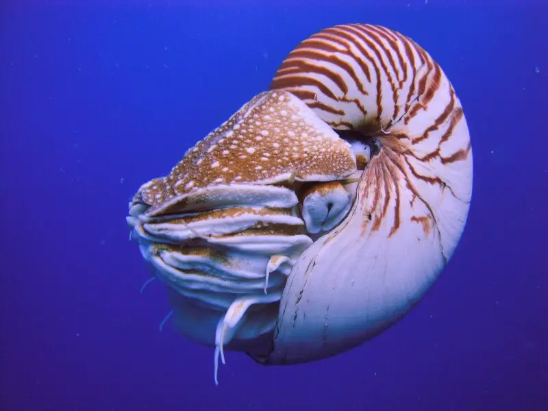 Nautilus, Palau