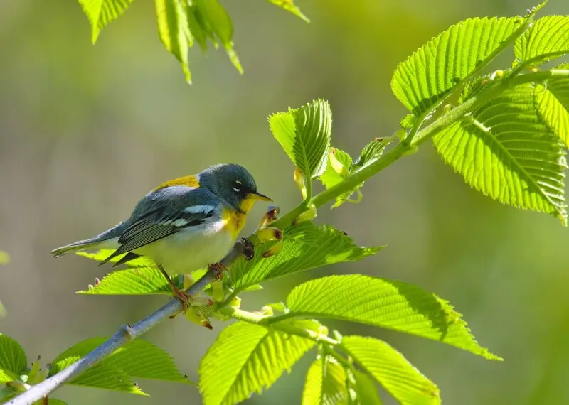 Don't be fooled by this seemingly warm spring setting this Northern Parula seems to be in. It was 2? C when I took this