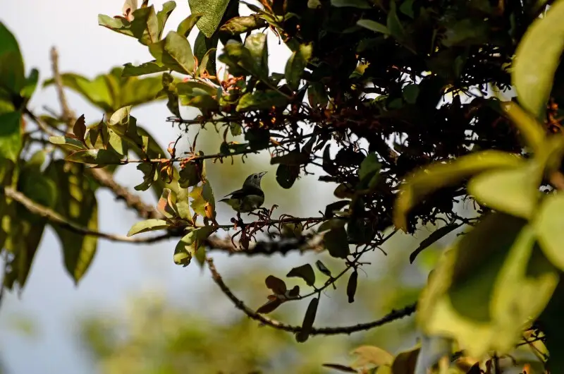 Nilgiri Flowerpecker Dicaeum concolor from Anaimalai hills Western Ghats on a un identified mistletoe
