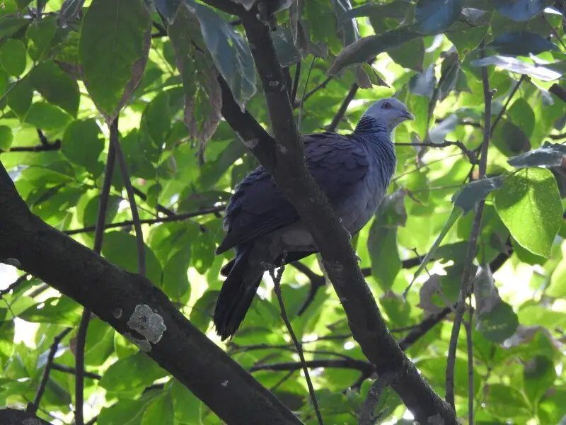 Nilgiri Wood-pigeon, Kamataka, India