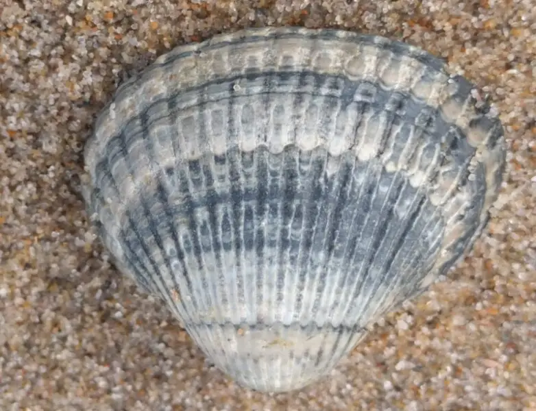 Common cockle Facts, Diet, Habitat & Pictures on Animalia.bio