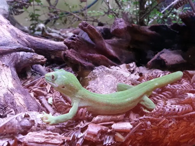 Northland green gecko - Facts, Diet, Habitat & Pictures on Animalia.bio