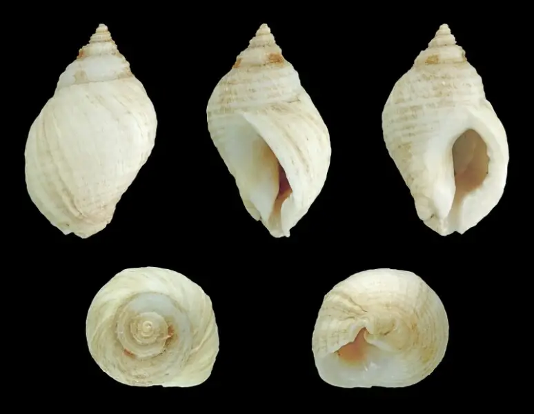 Dog Whelk; Length 2.8 cm; Originating from the Channel coast North of Caen, France; Shell of own collection, therefore not geocoded. Dorsal, lateral (right side), ventral, back, and front view.