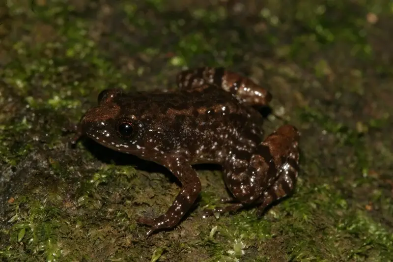 Nyctibatrachus beddomii frog from india