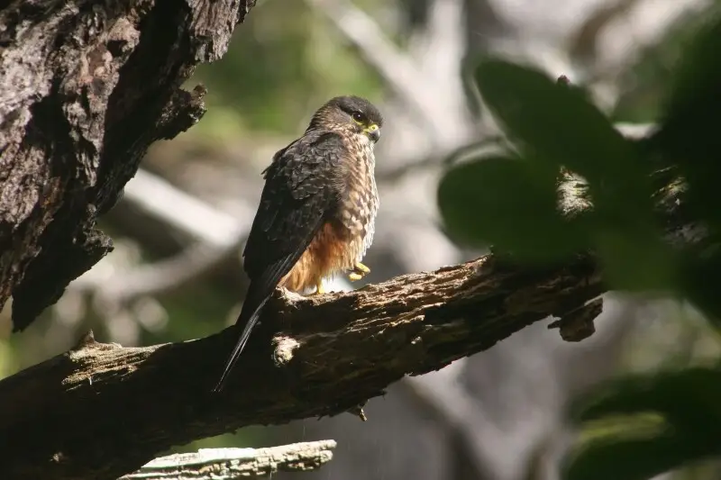The New Zealand Falcon (male), Zealandia wildlife sanctuary. Wellington, New Zealand.