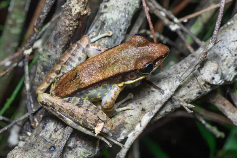 Odorrana aureola, Taylor's rock frog (brown morph) - Phu Kradueng National Park.
Photo by Thai National Parks, https://www.thainationalparks.com/phu-kradueng-national-park.