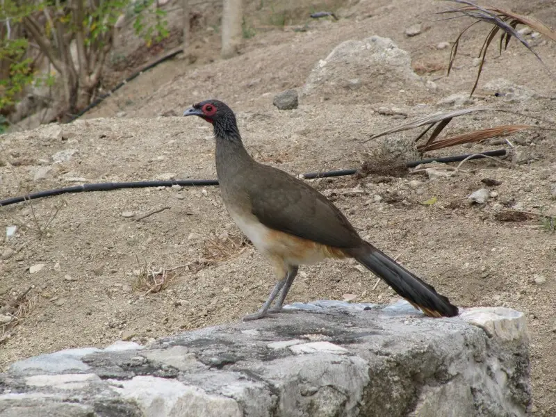 A West Mexican Chachalaca in Huatulco, Mexico.