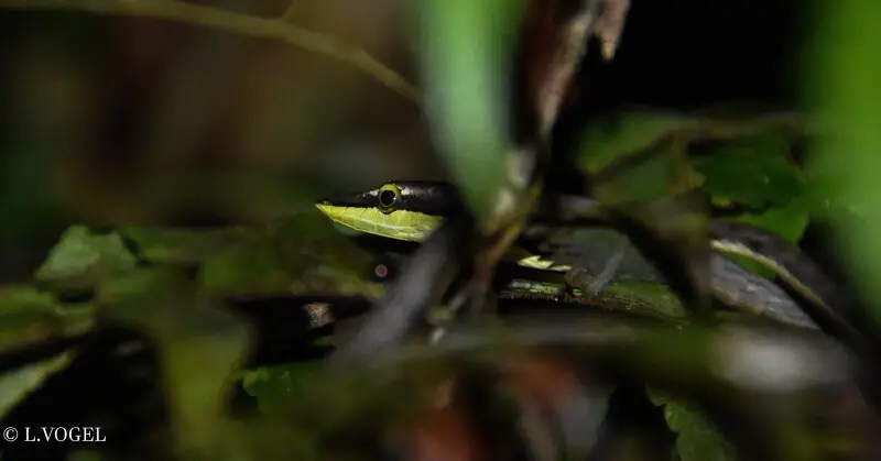 Oxybelis aeneus, observed at Gandoca Manzanillo Wildlife Refuge  in Costa Rica