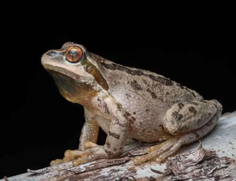 Pacific tree frog (Pseudacris regilla) Male 2