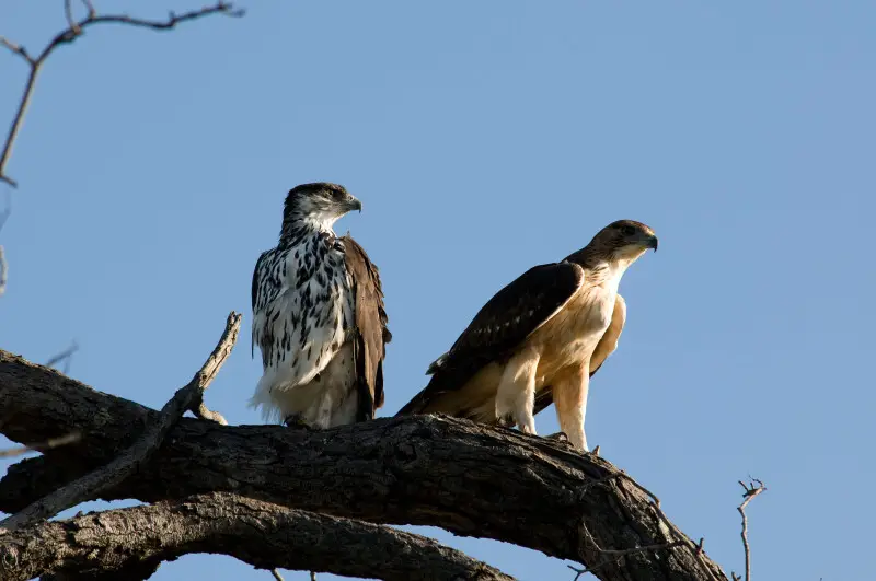 Aquila spilogaster.
Deutsch&#58;  Afrikanische Habichtsadler im Kruger-Nationalpark. Rechts ein Jungvogel.