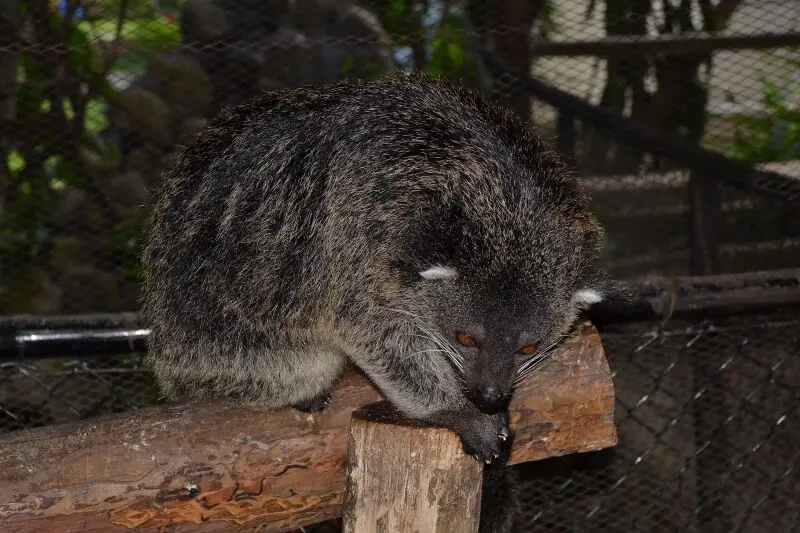 The Palawan bearcat/ binturong looks almost cuddly. But these humans are crazy. This species is harvested for the pet trade. In the south of its range it is also taken for human consumption. Fear not my friend, I'm not going to fry you. (Puerto Princesa, 