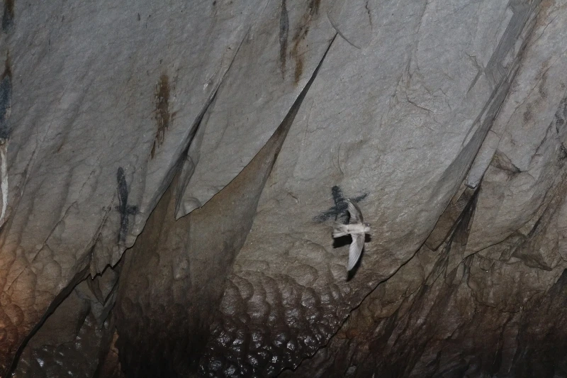 A Palawan swiftlet hunts in complete darkness inside the Puerto Princesa subterranean river cave. Photo taken about 1.5 km inside the underground river cave, in complete darkness