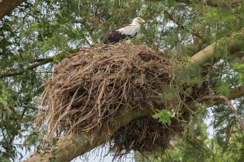 Palmnut vulture Facts, Diet, Habitat & Pictures on Animalia.bio