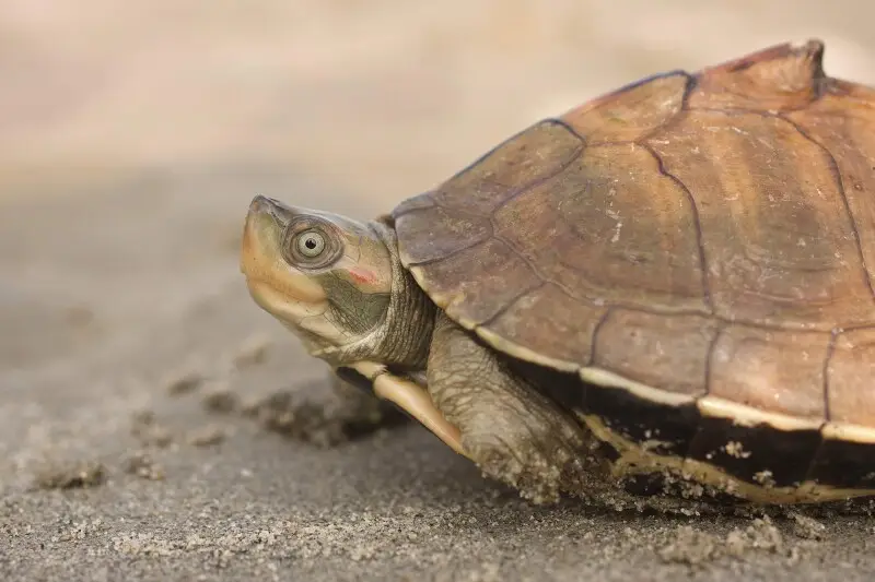 Assam roofed turtle - Facts, Diet, Habitat & Pictures on Animalia.bio