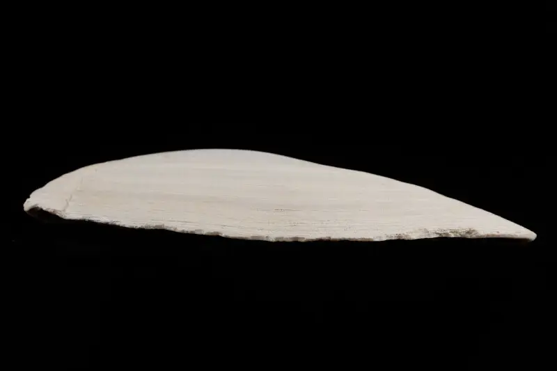 2560px-Paphies_ventricosa_%28Gray%2C_1843%29_%28AM_MA121758-3%29