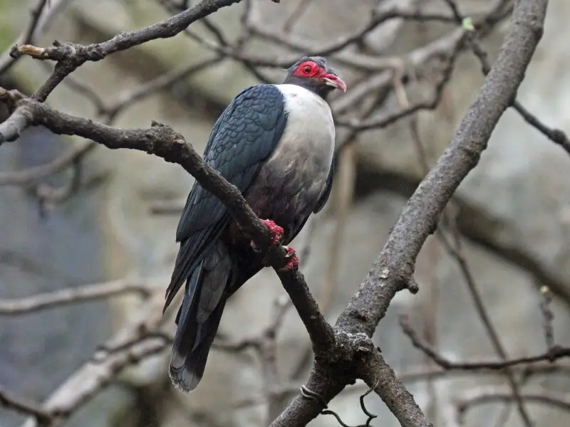 Papuan Mountain Pigeon (Gymnophaps albertisii) - San Diego Zoo, California