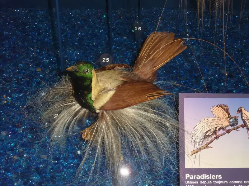 Emperor Bird-of-paradise (Paradisaea guilielmi) - male