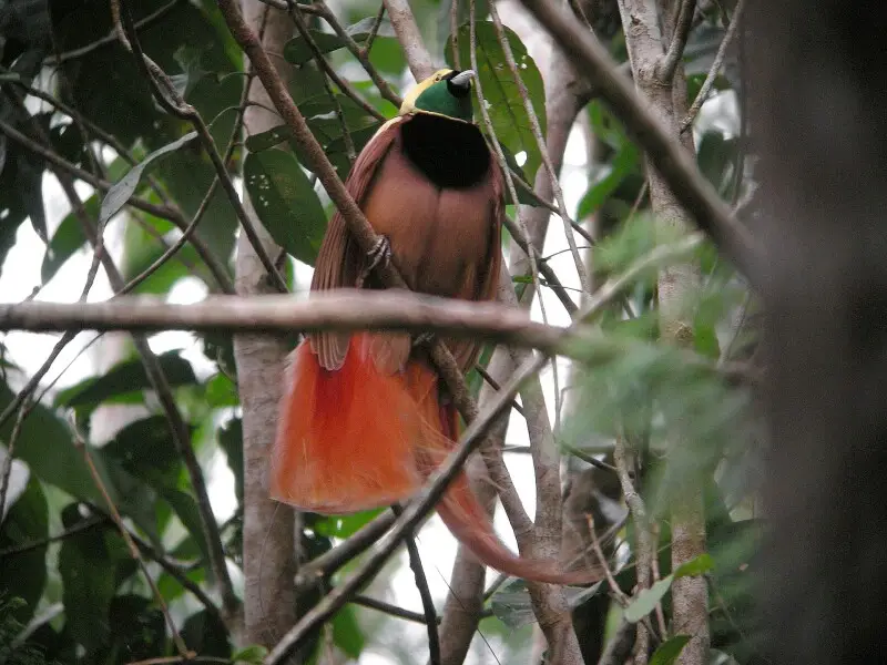 A male Raggiana Bird-of-Paradise in Papua New Guinea.