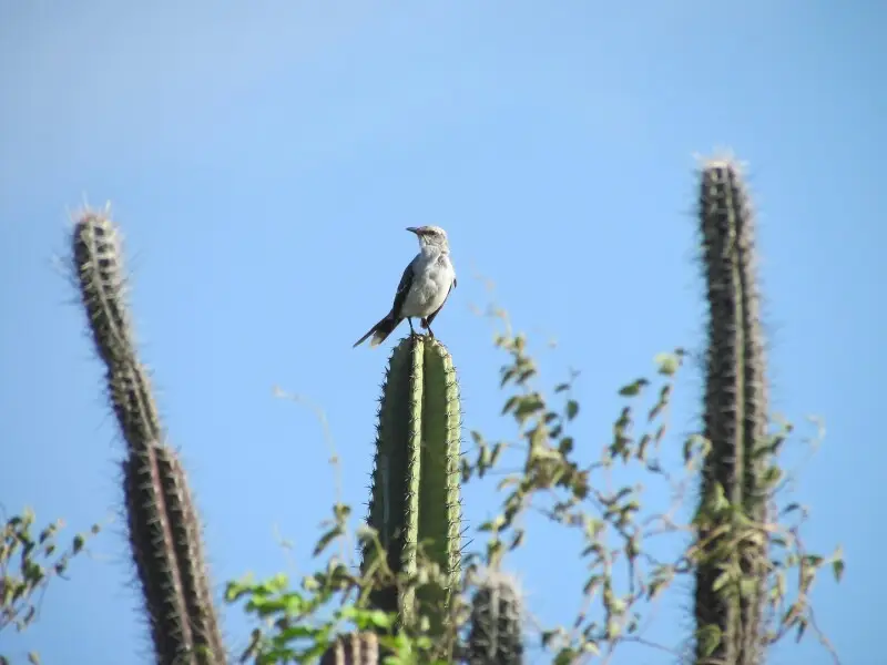 Tropical mockingbird Facts, Diet, Habitat & Pictures on Animalia.bio
