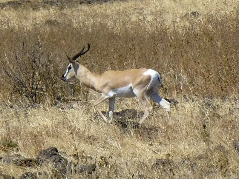 Gazelle de Soemmerring au Parc national de Yangudi Rassa (Ethiopie)