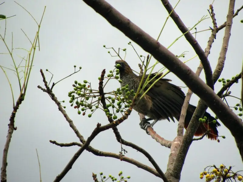 Ortalis squamata Fakten, Ernährung, Lebensraum & Bilder auf Animalia.bio