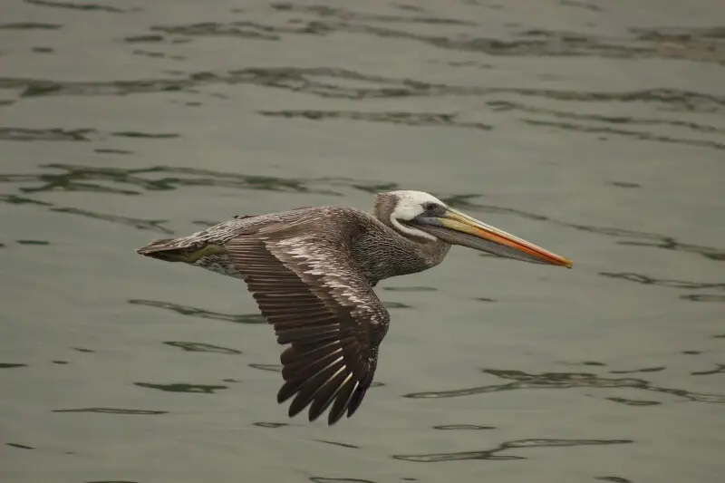 Peruvian pelican Facts, Diet, Habitat & Pictures on Animalia.bio