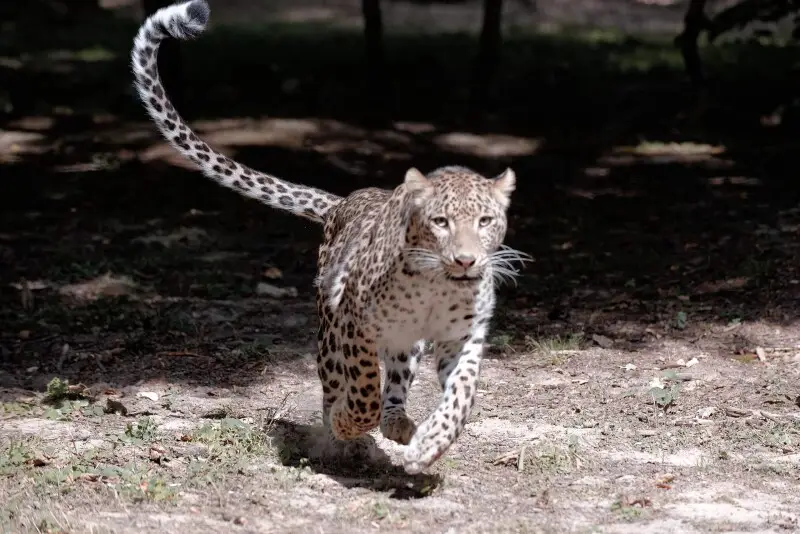 Persian Leopard - Male